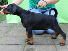 Welpen mit 6 Wochen
