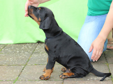 Welpen mit 6 Wochen