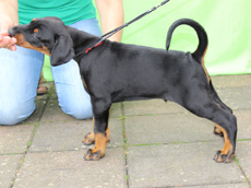 Welpen mit 6 Wochen