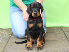 Welpen mit 6 Wochen