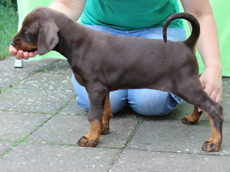 Welpen mit 6 Wochen