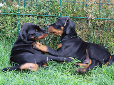 Welpen mit 6 Wochen