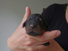Rüde (blaues Bändchen)