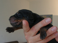 Rüde (blaues Bändchen)