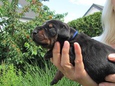 Rüde (blaues Bändchen)