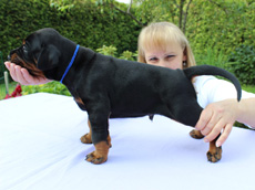 Rüde (blaues Bändchen)