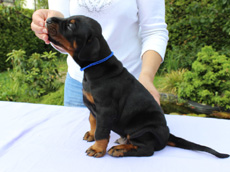 Rüde (blaues Bändchen)
