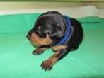 Rüde (blaues Bändchen) 2 Wochen alt