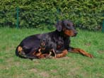 die Dobermann-Tante mit Zwerpinscher-Welpen