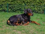 die Dobermann-Tante mit Zwerpinscher-Welpen