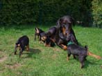 die Dobermann-Tante mit Zwerpinscher-Welpen