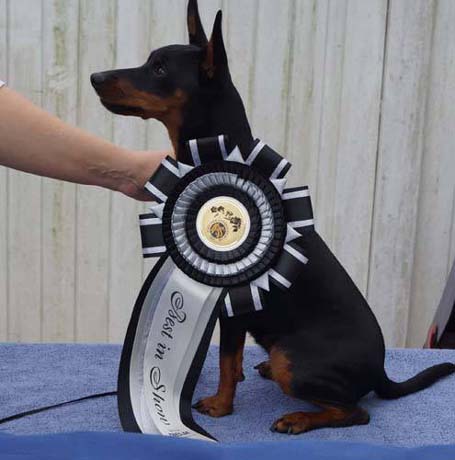 Laila ist "Best in Show"