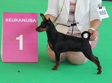 Alminoris Jolie ist World Puppy Winner! (Amsterdam 2018, Jolie ist 6 Monate alt)