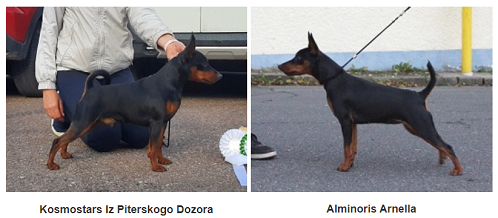 Zwergpinscher S-Wurf