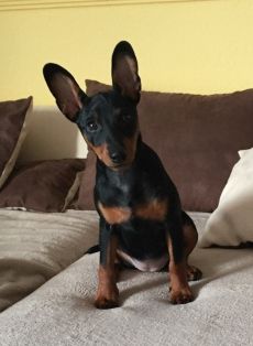Nika, 3,5 Monate alt